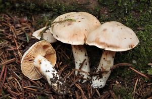 Pavučinec pitulníkový - Cortinarius galeobdolon Melot 1995