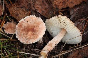 Bedla namasovělá - Lepiota subincarnata J.E. Lange 1940