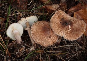 Bedla klamavá - Lepiota pseudolilacea Huijsman 1947