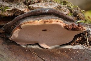 Troudnatec růžový - Fomitopsis rosea (Alb. et Schwein.) P. Karst.