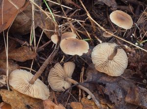 Penízovka Boudierova - Myochromella boudieri (Kühner & Romagn.) V. Hofst., Clémençon, Moncalvo & Redhead 2015