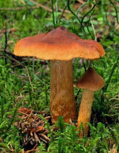 Pavučinec vyjímečný - Cortinarius rubellus Cooke