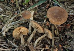 Kržatka hnědoolivová tenkonohá - Simocybe filopes (Romagn.) Consiglio & Vizzini 2015