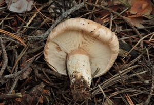 Ryzec strakatý - Lactarius musteus (Fr.) Kuntze (1891)