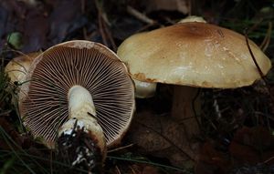 Pavučinec hlenohlavý - Cortinarius cephalixus Secr. ex Fr. 1838