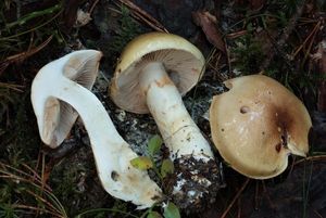 Pavučinec hlenohlavý - Cortinarius cephalixus Secr. ex Fr. 1838