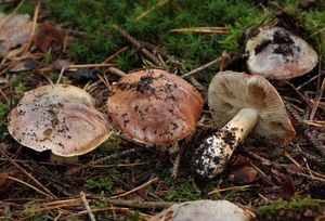 Čirůvka bělohnědá - Tricholoma albobrunneum (Pers.) P. Kumm. 1871