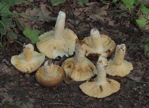 Holubinka bukovka - Russula heterophylla (Fr.) Fr. 1838