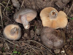 Ryzec kroužkatý - Lactarius circellatus Fr.