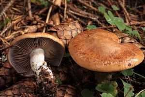 Pavučinec smrčinný - Cortinarius spadicellus (M.M. Moser) Brandrud 1997