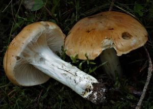 Pavučinec světlobarvý - Cortinarius claricolor (Fr.) Fr. 1838