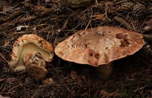 Čirůvka obrovská - Tricholoma colossus (Fr.) Quél. 1872