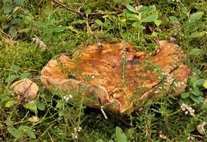 Čirůvka obrovská - Tricholoma colossus (Fr.)Quél.