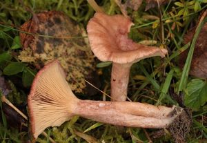 Ryzec osténkatý - Lactarius spinosulus Quél. & Le Bret.