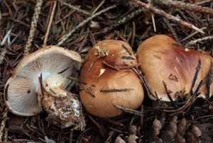 Pavučinec mokvavě slizký - Cortinarius papulosus Fr. 1938