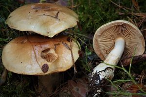 Pavučinec hlenohlavý - Cortinarius cephalixus Secr. ex Fr. 1838