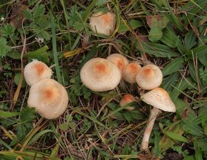 Bedla hřebenitá - Lepiota cristata