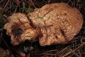 Lošák sivonohý - Hydnellum glaucopus (Maas Geest. & Nannf.) E. Larss., K.H. Larss. & Kõljalg 2019