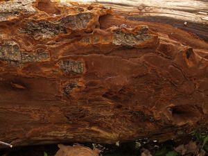 Ohňovec rezavý - Phellinus ferruginosus (Schrad.) Pat.