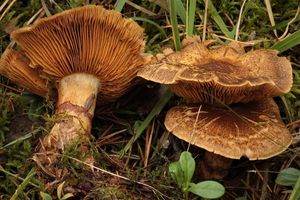 Pavučinec frygický - Cortinarius phrygianus (Fr.) Fr.