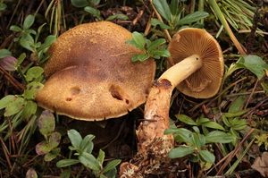 Pavučinec frygický - Cortinarius phrygianus (Fr.) Fr.