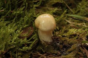 Šťavnatka slizoprstenná - Hygrophorus gliocyclus Fr.