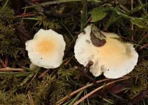 Šťavnatka slizoprstenná - Hygrophorus gliocyclus Fr.