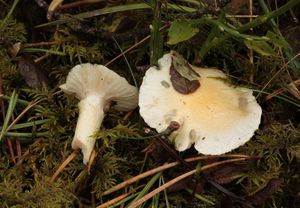 Šťavnatka slizoprstenná - Hygrophorus gliocyclus Fr.