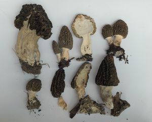 Smrž pražský - Morchella pragensis Smotl. 1952