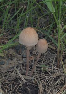 Kropenatec motýlovitý - Panaeolus papilionaceus ( Bull. ) Quél.