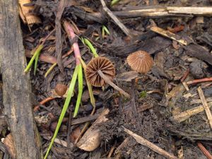 Závojenka moliniophilum - Entoloma moliniophilum Walleyn & Noordel. 2002