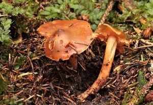 Kržatka Kristinina - Phaeocollybia christinae (Fr.) R.Heim 1931