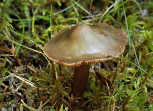 Kržatka olivová - Phaeocollybia festiva (Fr.) R.Heim 1944