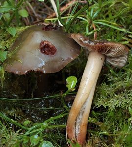 Kržatka olivová - Phaeocollybia festiva (Fr.) R.Heim 1944