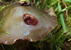 Kržatka olivová - Phaeocollybia festiva (Fr.) R.Heim 1944