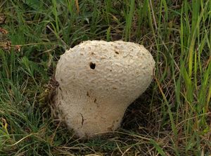 Pýchavka dlabaná - Lycoperdon utriforme Bull. 1791