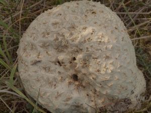 Pýchavka dlabaná - Lycoperdon utriforme Bull. 1791