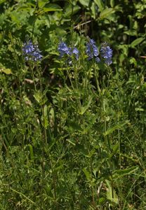 Rozrazil ožankový (Veronica teucrium)