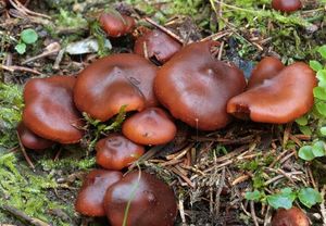 Kržatka Jennyina - Phaeocollybia jennyae (P.Karst.) Romagn. 1944