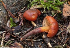 Kržatka Jennyina - Phaeocollybia jennyae (P.Karst.) Romagn.