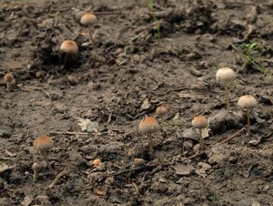 Křehutka výkalová - Psathyrella tenuicula (P. Karst.) Örstadius & Huhtinen 1996