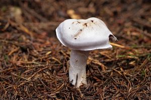 Pavučinec kafrový - Cortinarius camphoratus (Fr.) F