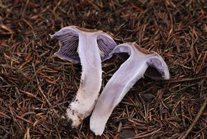 Pavučinec kafrový - Cortinarius camphoratus (Fr.) F