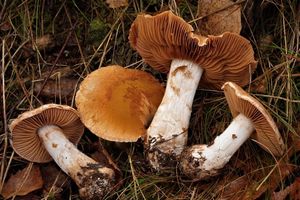 Pavučinec dvouzávojový - Cortinarius bivelus (Fr.) Fr. 1838