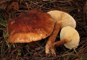 Čirůvka plavohnědá - Tricholoma fulvum (DC.) Bigeard & H. Guill. 1909