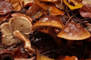 Čirůvka opálená - Tricholoma ustaloides