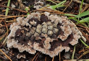 Plesňák zemní - Thelephora terrestris Ehrh. 1787