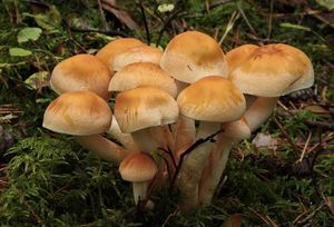 Třepenitka maková - Hypholoma capnoides (Fr.) P. Kumm. 1871