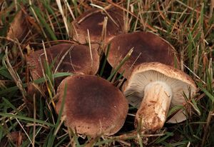 Čirůvka střechovitá - Tricholoma imbricatum (Fr.:Fr.) Kumm