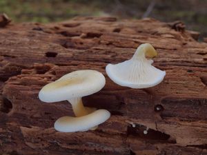 Lištička bledá - Hygrophoropsis macrospora (D.A. Reid) Kuyper 1996